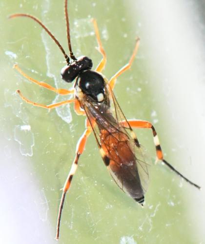 Diplazon laetatorius